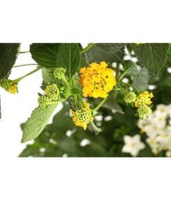 Wandelröschen, Bepflanzt -Pflanzen Promotion Geschäft 8616369 PR DE 001 LantanaBepflanztT27DehnerExpressHerzig