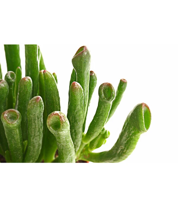 Geldbaum - Crassula Ovata 'Green Star' 2 Geldbaum - Crassula Ovata 'Green Star' – Bild 2