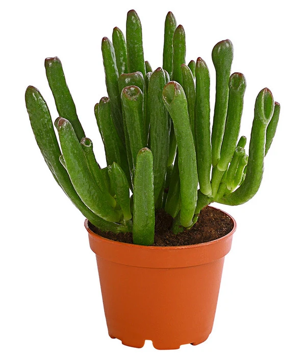 Geldbaum - Crassula Ovata 'Green Star' 1 Geldbaum - Crassula Ovata 'Green Star'