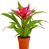 Guzmanie - Guzmania Cultivars 'Deseo'