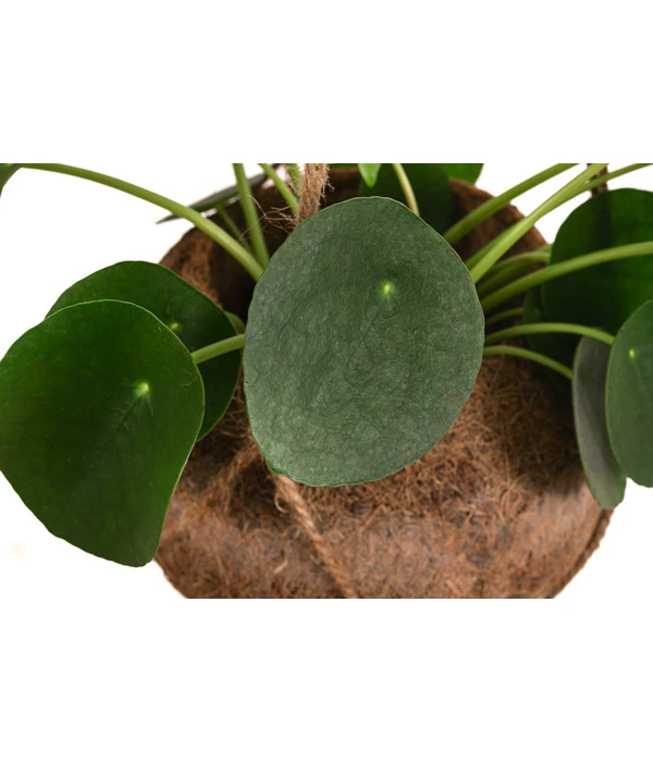 Kokodama-Ampel Glückstaler - Pilea Peperomioides 2 Kokodama-Ampel Glückstaler - Pilea Peperomioides – Bild 2