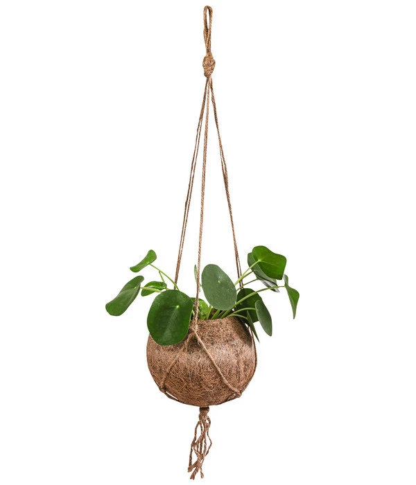 Kokodama-Ampel Glückstaler - Pilea Peperomioides 1 Kokodama-Ampel Glückstaler - Pilea Peperomioides