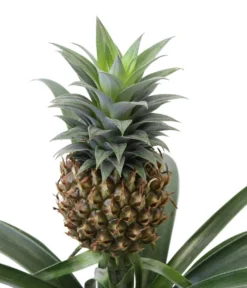 Ananaspflanze - Ananas Comosus, In Keramik 7 Ananaspflanze - Ananas Comosus, In Keramik -Pflanzen Promotion Geschäft 8627978 WE DE 001 AnanaspflanzeInKeramik