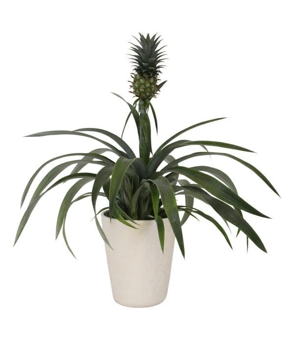 Ananaspflanze - Ananas Comosus, In Keramik 1 Ananaspflanze - Ananas Comosus, In Keramik