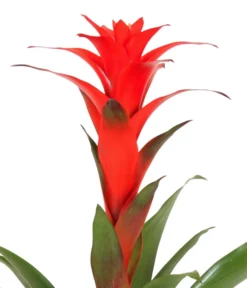 Guzmanie - Guzmania Calypso, In Keramik -Pflanzen Promotion Geschäft 8628018 WE DE 001 GuzmaniaCalypsoInKeramik