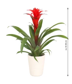 Guzmanie - Guzmania Calypso, In Keramik -Pflanzen Promotion Geschäft 8628018 WE FS 003 GuzmaniaCalypsoInKeramik