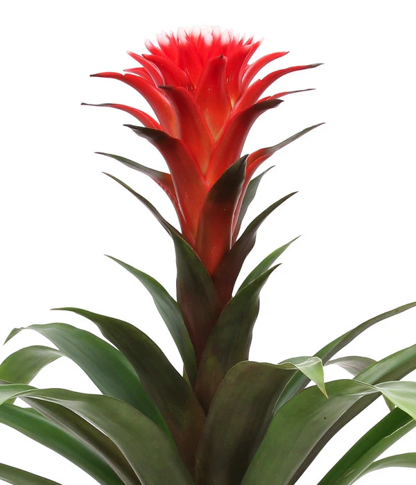 Bromelien-Set, 4-teilig 7 Bromelien-Set, 4-teilig – Bild 7