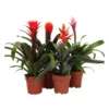 Bromelien-Set, 4-teilig