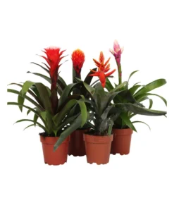 Bromelien-Set, 4-teilig