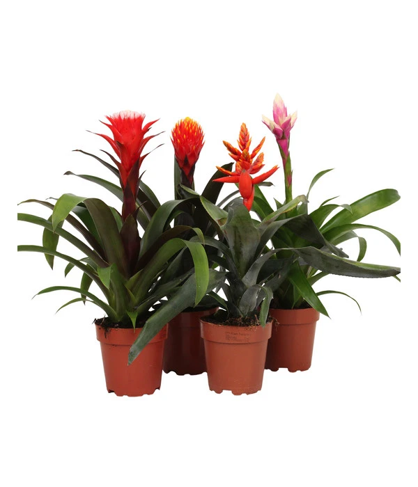 Bromelien-Set, 4-teilig 1 Bromelien-Set, 4-teilig