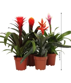 Bromelien-Set, 4-teilig 9 Bromelien-Set, 4-teilig -Pflanzen Promotion Geschäft 8628042 WE FS 003 BromelienRoyal4Set