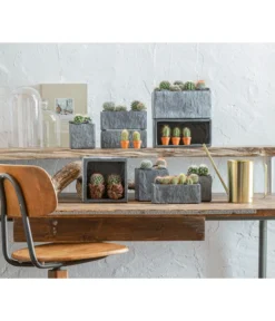 Warzenkaktus - Mammilaria, Verschiedene Sorten -Pflanzen Promotion Geschäft 863470 WE MO 001 KaktusKugelmixT5 5 GC10 2022