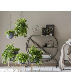 Schamblume - Aeschynanthus Radicans 'Mona Lisa', Ampel -Pflanzen Promotion Geschäft 8635377 WE MO 001 AeschynanthusAmpel2021GC15