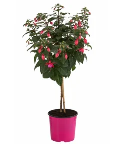 Fuchsie, Verschiedene Sorten -Pflanzen Promotion Geschäft 8649733 WE FS 003 FuchsienStammMix17er