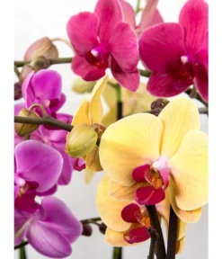 Schmetterlingsorchidee - Phalaenopsis Cultivars, Verschiedene Sorten -Pflanzen Promotion Geschäft 8649964 PR DE 001 OrchideePhalaenopsisPixabay
