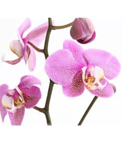 Schmetterlingsorchidee - Phalaenopsis Cultivars, Verschiedene Sorten -Pflanzen Promotion Geschäft 8649964 WE DE 001 SchmetterlingsorchideePhalaenopsis1TrieberT12DehnerExpressHerzig