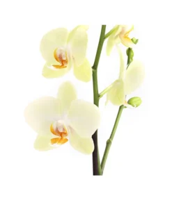Schmetterlingsorchidee - Phalaenopsis Cultivars, Verschiedene Sorten -Pflanzen Promotion Geschäft 8649964 WE DE 002 SchmetterlingsorchideePhalaenopsis1TrieberT12DehnerExpressHerzig
