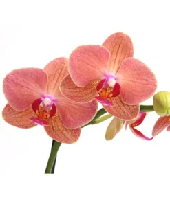 Schmetterlingsorchidee - Phalaenopsis Cultivars, Verschiedene Sorten -Pflanzen Promotion Geschäft 8649964 WE DE 003 SchmetterlingsorchideePhalaenopsis1TrieberT12DehnerExpressHerzig