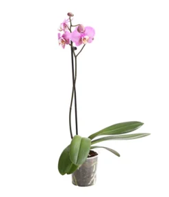 Schmetterlingsorchidee - Phalaenopsis Cultivars, Verschiedene Sorten -Pflanzen Promotion Geschäft 8649964 WE FS 001 SchmetterlingsorchideePhalaenopsis1TrieberT12DehnerExpressHerzig