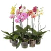 Schmetterlingsorchidee - Phalaenopsis Cultivars, Verschiedene Sorten