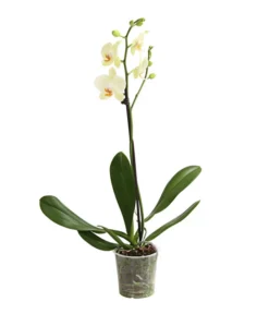 Schmetterlingsorchidee - Phalaenopsis Cultivars, Verschiedene Sorten -Pflanzen Promotion Geschäft 8649964 WE FS 002 SchmetterlingsorchideePhalaenopsis1TrieberT12DehnerExpressHerzig