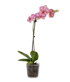 Schmetterlingsorchidee - Phalaenopsis Cultivars, Verschiedene Sorten -Pflanzen Promotion Geschäft 8649964 WE FS 002 SchmetterlingsorchideePhalaenopsisMix