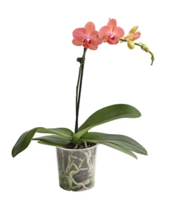 Schmetterlingsorchidee - Phalaenopsis Cultivars, Verschiedene Sorten -Pflanzen Promotion Geschäft 8649964 WE FS 003 SchmetterlingsorchideePhalaenopsis1TrieberT12DehnerExpressHerzig