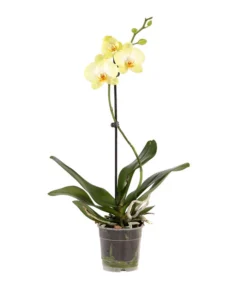Schmetterlingsorchidee - Phalaenopsis Cultivars, Verschiedene Sorten -Pflanzen Promotion Geschäft 8649964 WE FS 003 SchmetterlingsorchideePhalaenopsisMix