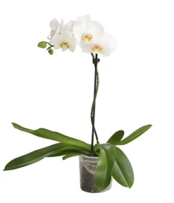 Schmetterlingsorchidee - Phalaenopsis Cultivars, Verschiedene Sorten -Pflanzen Promotion Geschäft 8649964 WE FS 004 SchmetterlingsorchideePhalaenopsis1TrieberT12DehnerExpressHerzig