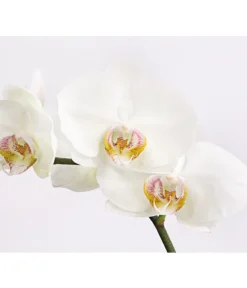Schmetterlingsorchidee - Phalaenopsis Cultivars, Verschiedene Sorten -Pflanzen Promotion Geschäft 8649964 we DE 004 SchmetterlingsorchideePhalaenopsis1TrieberT12DehnerExpressHerzig