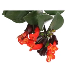 Schamblume - Aeschynanthus Radicans 'Mona Lisa', Ampel -Pflanzen Promotion Geschäft 8650376 WE DE 001 SinnblumeAeschynanthusMonaLisaDehnerExpressHerzig