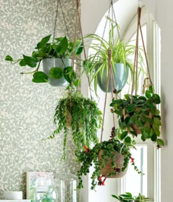 Schamblume - Aeschynanthus Radicans 'Mona Lisa', Ampel -Pflanzen Promotion Geschäft 8650376 WE MO 001 Ampelpflanzen