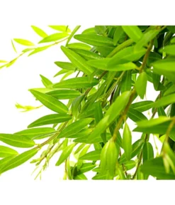 Schamblume - Aeschynanthus Japhrolepis, Ampel -Pflanzen Promotion Geschäft 8651101 PR DE 001 AeschynanthusJaphrolepisSinnblumeSchamblumeT15DehnerExpressHerzig