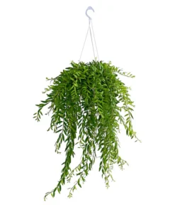 Schamblume - Aeschynanthus Japhrolepis, Ampel