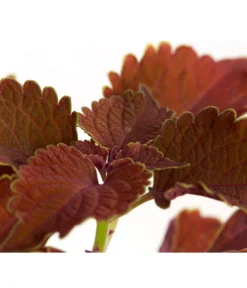 Buntnessel - Solenostemon Scutellarioides, Verschiedene Sorten -Pflanzen Promotion Geschäft 8652299 PR DE 001 Coleus4SortenMixT12DehnerExpressZS