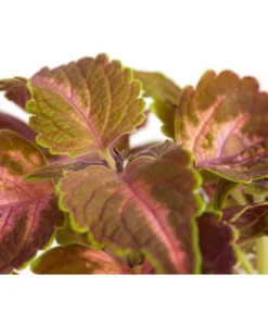 Buntnessel - Solenostemon Scutellarioides, Verschiedene Sorten -Pflanzen Promotion Geschäft 8652299 PR DE 002 Coleus4SortenMixT12DehnerExpressZS