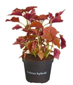 Buntnessel - Solenostemon Scutellarioides, Verschiedene Sorten -Pflanzen Promotion Geschäft 8652299 PR FS 001 Coleus4SortenMixT12DehnerExpressZS