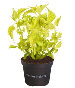 Buntnessel - Solenostemon Scutellarioides, Verschiedene Sorten -Pflanzen Promotion Geschäft 8652299 PR FS 003 Coleus4SortenMixT12DehnerExpressZS