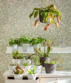 Kap-Sonnentau - Drosera Capensis -Pflanzen Promotion Geschäft 8654162 WE MO FleischfresserCarnevoire