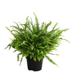 Schwertfarn - Nephrolepis Exaltata 'Green Lady'