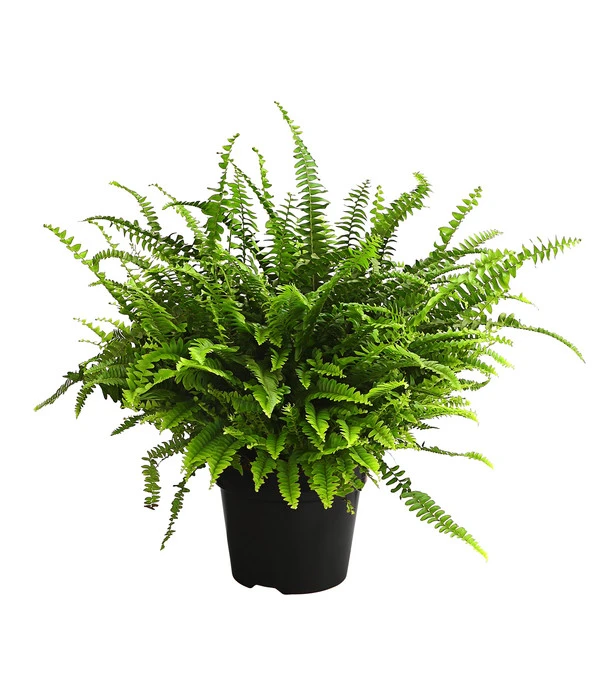 Schwertfarn - Nephrolepis Exaltata 'Green Lady' 1 Schwertfarn - Nephrolepis Exaltata 'Green Lady'