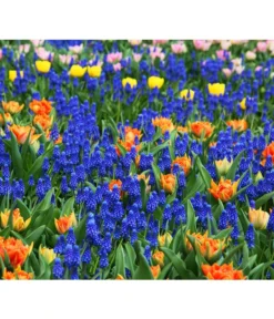 Traubenhyazinthe, Blau -Pflanzen Promotion Geschäft 8662702 8662645 8662710 HyazintheBlauMuscariTraubenhyazinthePixabay