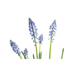 Traubenhyazinthe, Blau -Pflanzen Promotion Geschäft 8662702 WE DE 001 MuscariArmeniacumBlauTraubenhyazintheT9cm