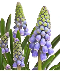 Traubenhyazinthe, Blau -Pflanzen Promotion Geschäft 8662702 WE DE 002 TraubenhyazintheMuscariArmeniacumT9DehnerExpressHerzig