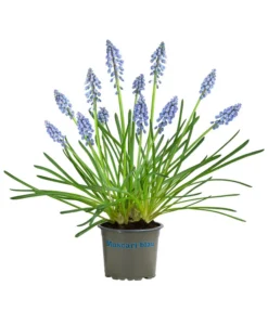 Traubenhyazinthe, Blau