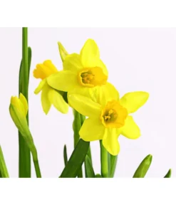 Narzissen 'Tête à Tête' In Birkentopf, Ca. Ø11 Cm -Pflanzen Promotion Geschäft 8663122 WE DE 007 NarzissenTAT9