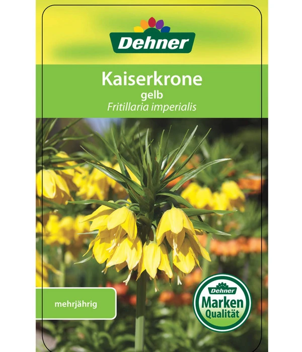 Kaiserkrone 4 Kaiserkrone – Bild 4