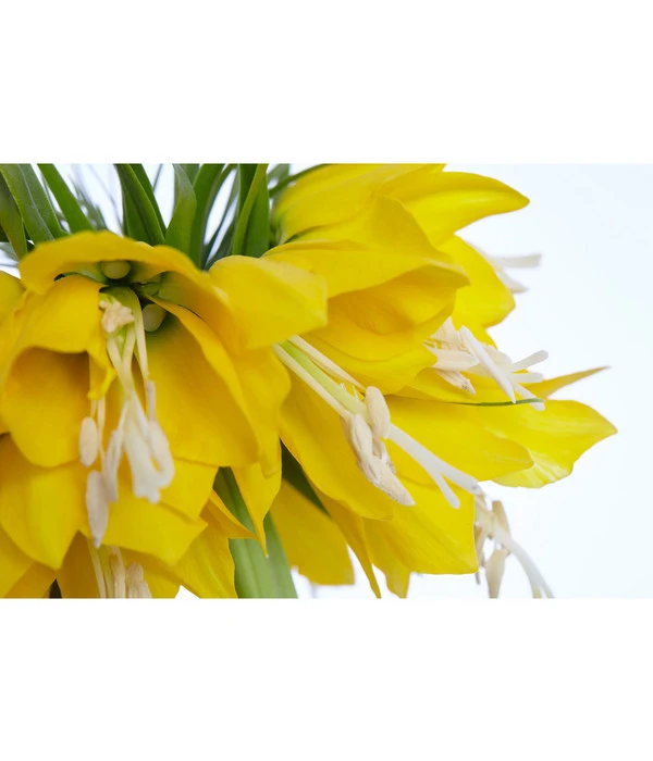 Kaiserkrone 2 Kaiserkrone – Bild 2