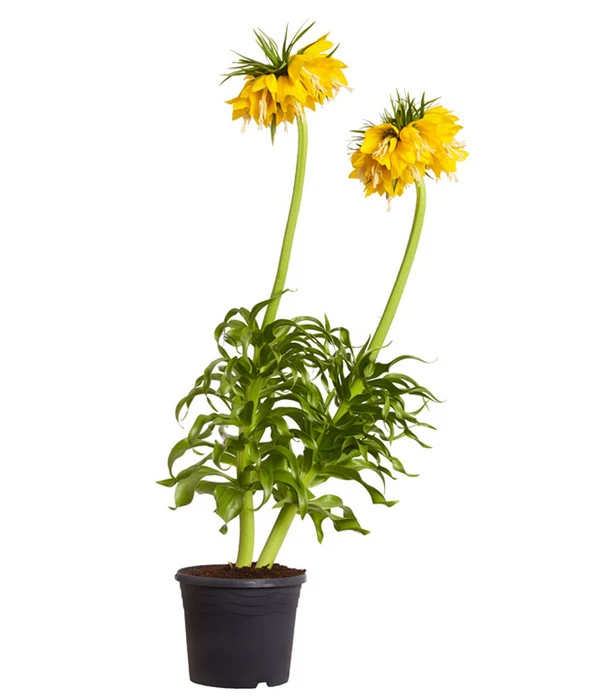 Kaiserkrone 1 Kaiserkrone