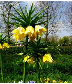 Kaiserkrone 7 Kaiserkrone -Pflanzen Promotion Geschäft 8664676 WE MO 001 KaiserkroneGelbPixabay